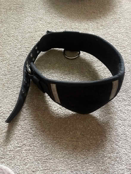 Photo of free Wide neck dog collar large (Barnet) #1