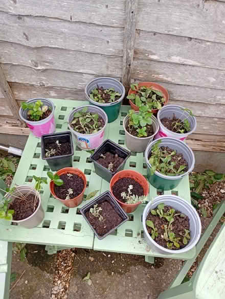 Photo of free Plants (Melbourn SG8) #1