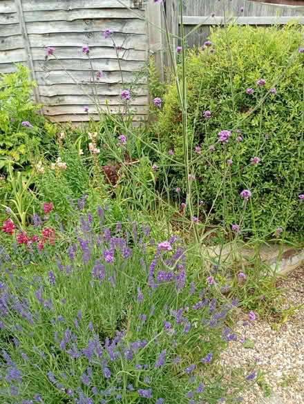 Photo of free Plants (Melbourn SG8) #4