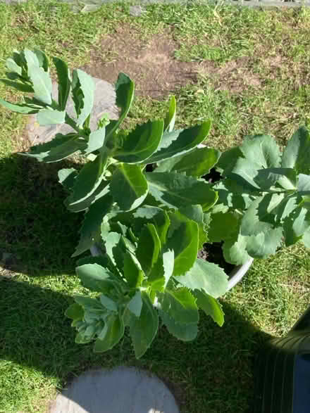 Photo of free Sedum (Letchworth wilbury) #2