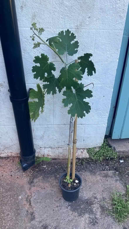 Photo of free Plume poppy (Westbury BA13) #1
