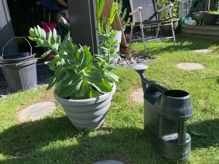 Photo of free Sedum (Letchworth wilbury) #1