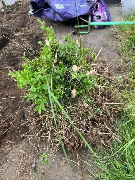 Photo of free Bush (EH12 Saughtonhall) #1