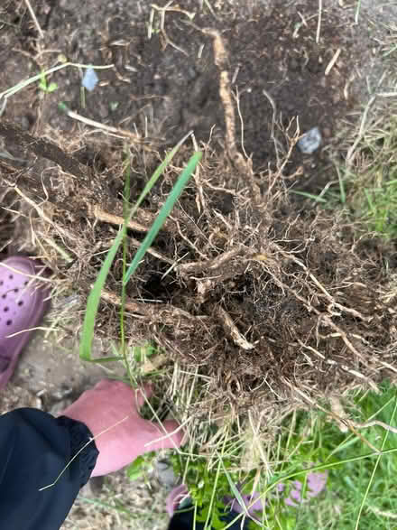 Photo of free Bush (EH12 Saughtonhall) #2