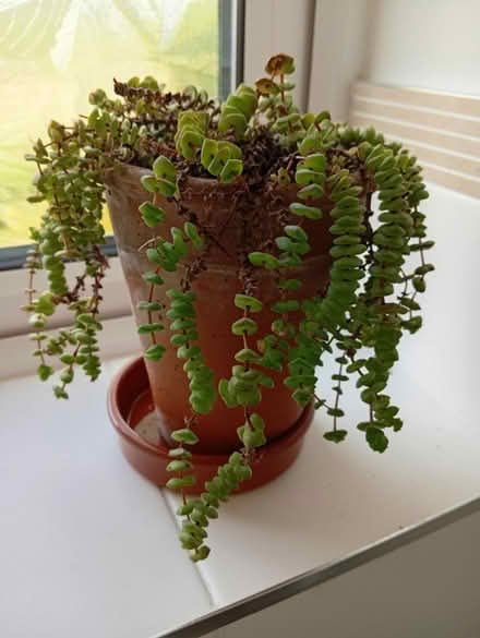 Photo of free Crassula plant (Buxworth SK23) #1