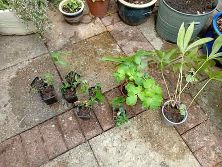 Photo of free Plants (Melbourn SG8) #2