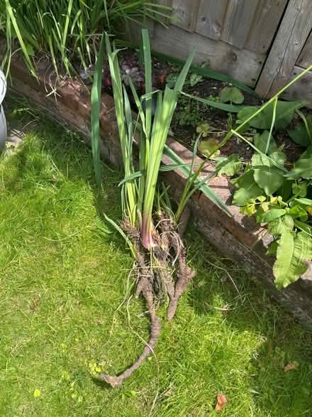 Photo of free Yellow iris and pond margin plants (Hertford Heath SG13) #1
