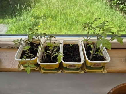 Photo of free Tomato Plants (West Molesey) #1