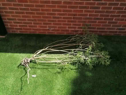 Photo of free Bush (Emscote CV32) #1