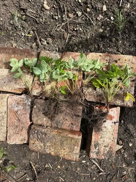 Photo of free Russian Wild Strawberry plants (Sanderstead) #1