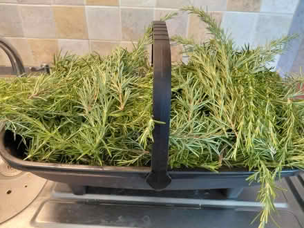 Photo of free Rosemary sprigs (Twyford RG10) #1