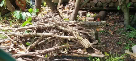 Photo of free Kindling, wood take all you want (Springfield ME16) #1