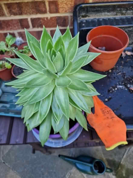 Photo of free Echeveria agavoides. Succulent (Walderslade) #1