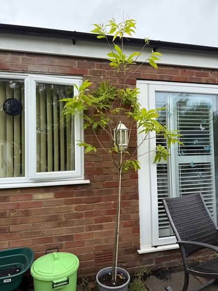 Photo of free Walnut Tree (Rufford L40) #1