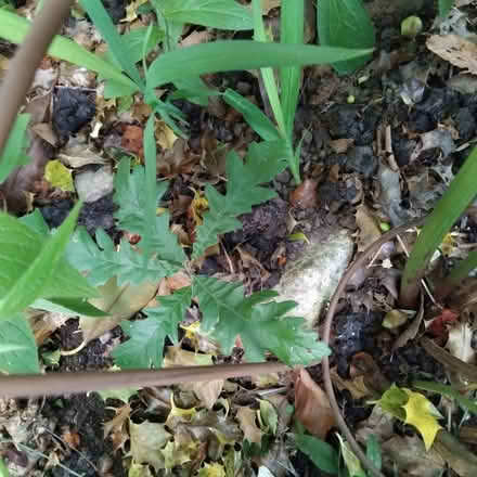 Photo of free Oak saplings x 3 (Ingol PR2) #3