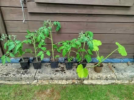 Photo of free Five 'Moneymaker' tomato plants and one courgette plant (Top Amersham HP6) #1