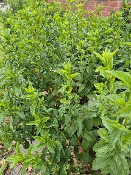 Photo of free Fresh mint (Littledale S9) #1