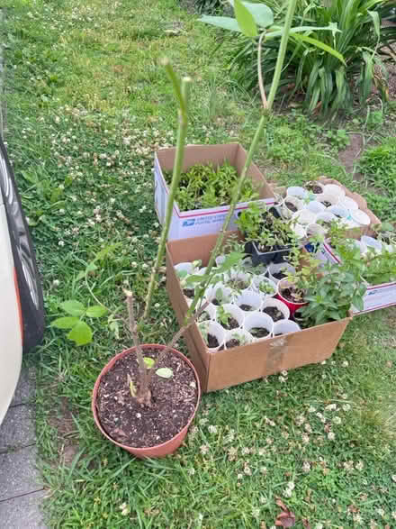 Photo of free Seedlings (Fair Lawn, NJ) #3