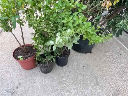 Photo of free rose bushes and more (Fair Lawn, NJ) #4