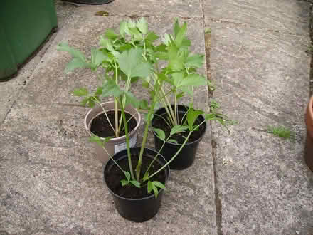 Photo of free 3 Lovage Plants (Comberton DY10) #1