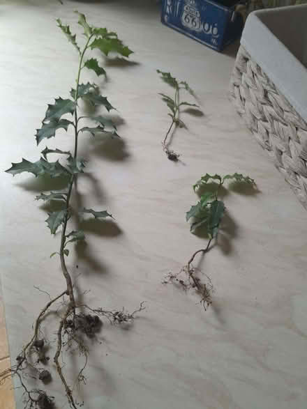 Photo of free Holly tree seedlings (Headington OX3) #1