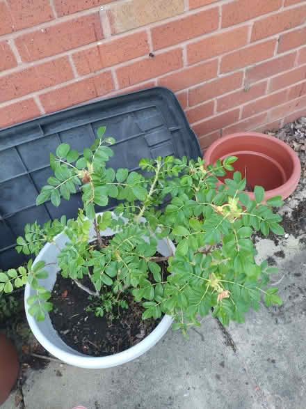 Photo of free Raspberry plant And 2 rose bushes one pink one red (Kirk Sandall DN3) #2