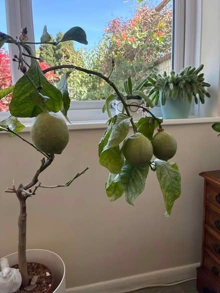 Photo of free Lemon Tree (CT7) #2