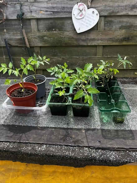 Photo of free Tomato Plants (Bolton le Sands LA5) #1