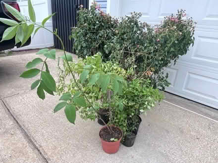 Photo of free rose bushes and more (Fair Lawn, NJ) #3