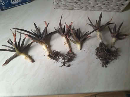 Photo of free Small succulents (Headington OX3) #1