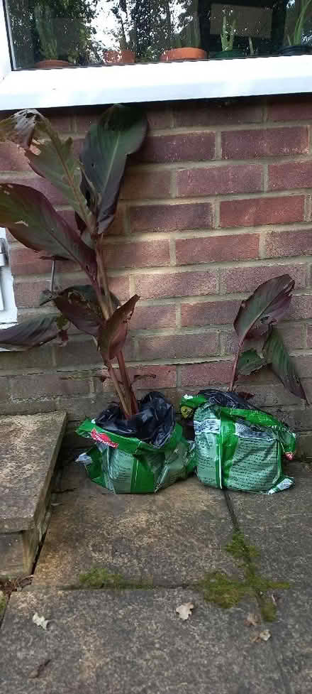 Photo of free Canna Plants (Polegate BN26) #1