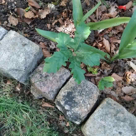 Photo of free Oak saplings x 3 (Ingol PR2) #2