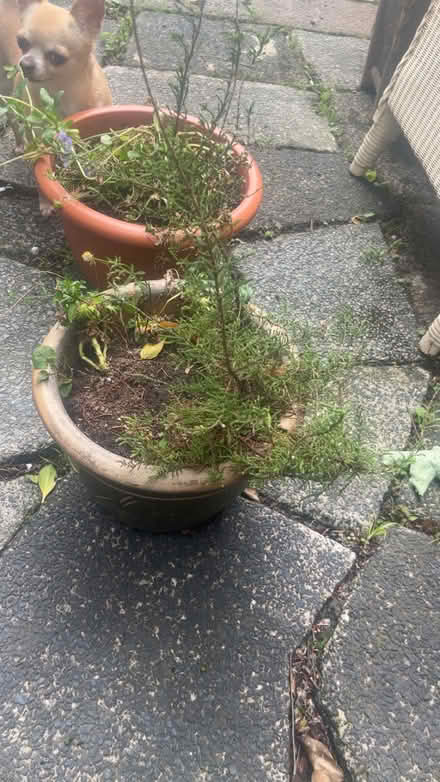 Photo of free Garden stuff and bedroom dresser (Stockport SK3) #3