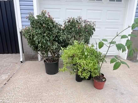 Photo of free rose bushes and more (Fair Lawn, NJ) #1