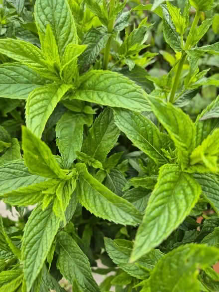 Photo of free Fresh mint (Littledale S9) #2