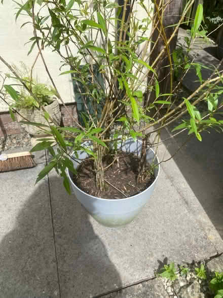 Photo of free Willow (Wentnor SY9) #2