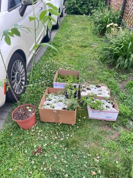 Photo of free Seedlings (Fair Lawn, NJ) #4