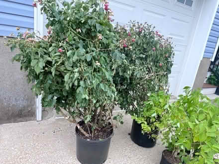 Photo of free rose bushes and more (Fair Lawn, NJ) #2