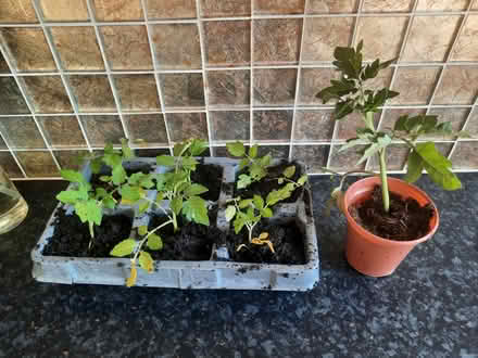 Photo of free 7 Tomato seedlings (Morden SM4) #1