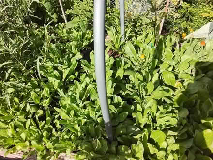 Photo of free Young Marigold plants (Stratford E15 4) #1