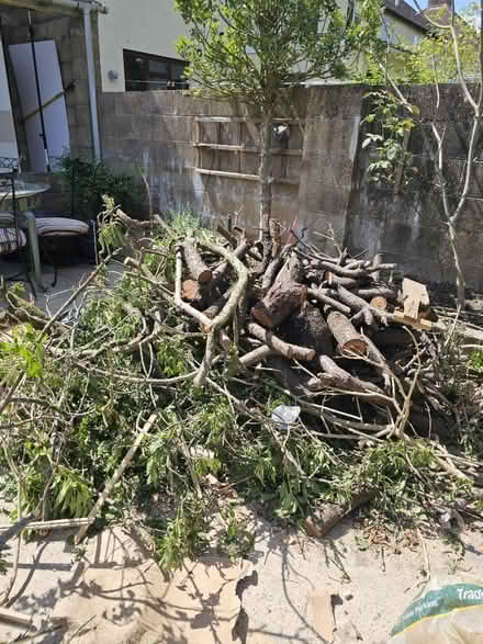Photo of free Tree logs and branches (Headington OX3) #1
