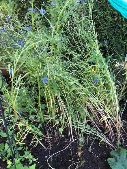 Photo of free Cornflowers (Blewbury OX11) #2