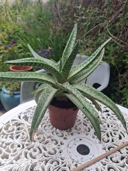 Photo of free Large indoor succulent (GL50) #1