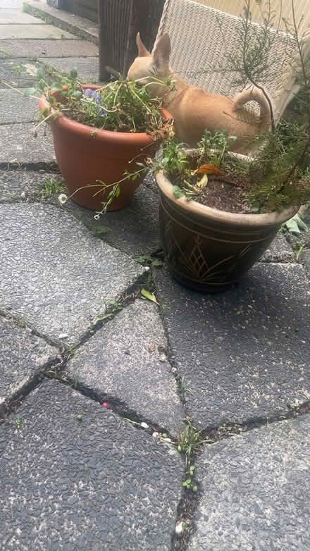 Photo of free Garden stuff and bedroom dresser (Stockport SK3) #4