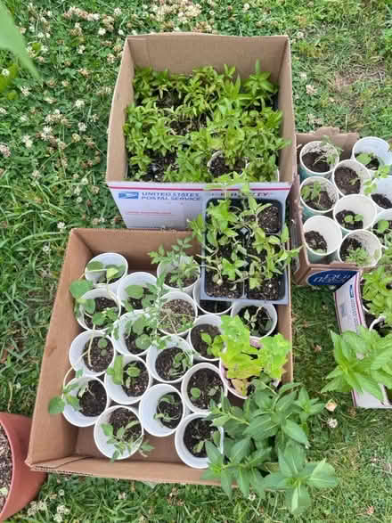 Photo of free Seedlings (Fair Lawn, NJ) #2