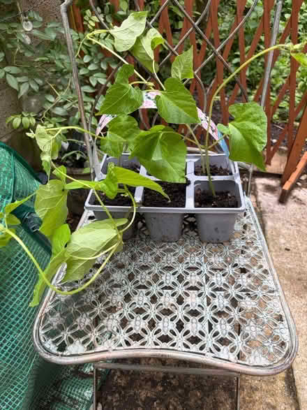 Photo of free Tray of runner bean plants (Westbury Wilts BA13) #1