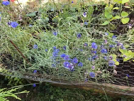 Photo of free Cornflowers (Blewbury OX11) #1