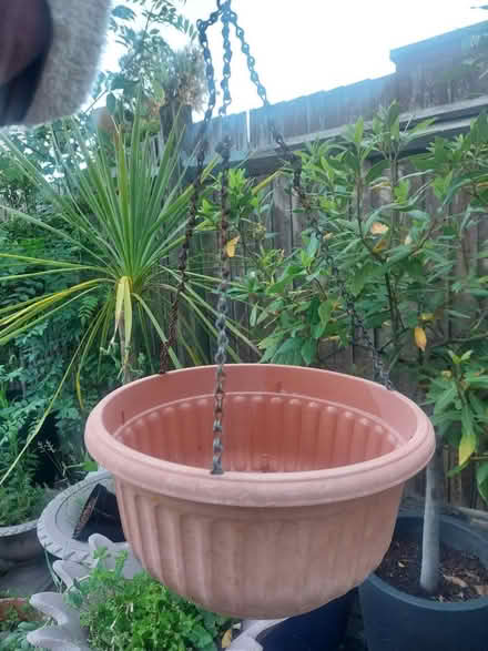Photo of free Hanging basket (SW16) #1