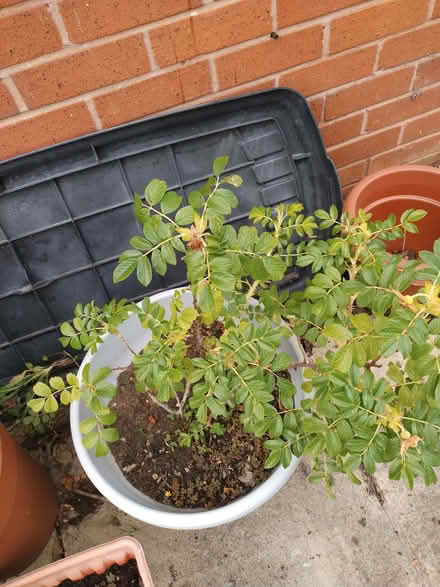 Photo of free 2 rose bushes 1 red 1 pink (Kirk Sandall DN3) #1