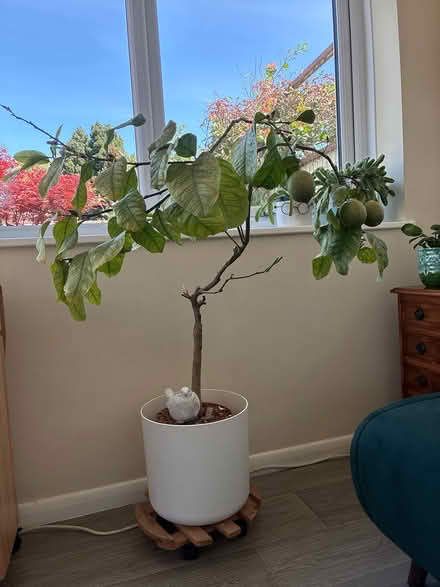 Photo of free Lemon Tree (CT7) #1